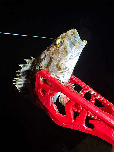 タケノコメバルの釣果