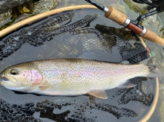 ニジマスの釣果