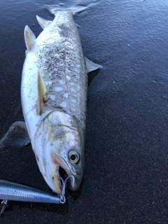 ウミアメの釣果