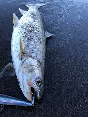 ウミアメの釣果