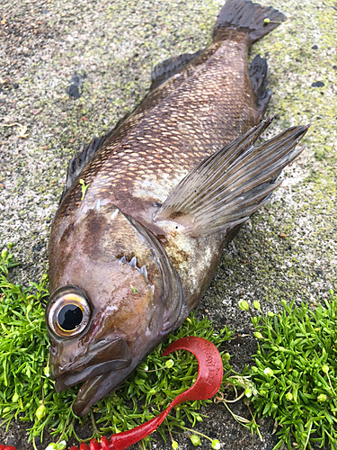 エゾメバルの釣果