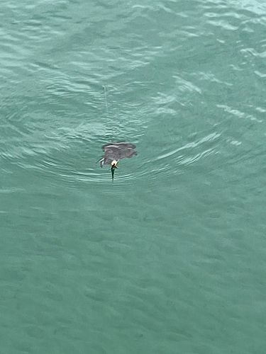 コウイカの釣果