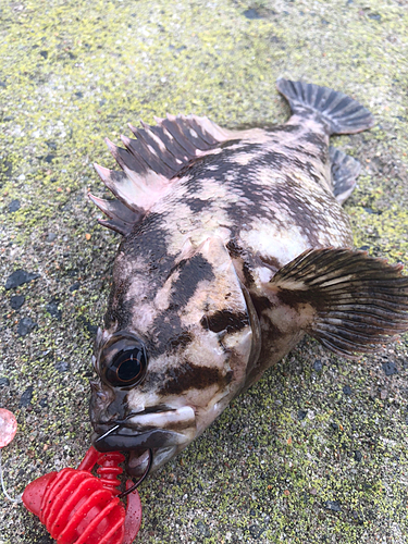 オウゴンムラソイの釣果