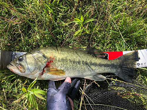 ブラックバスの釣果