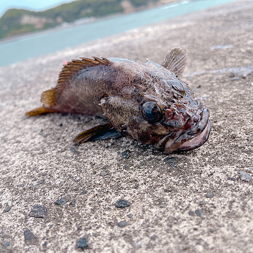 タケノコメバルの釣果