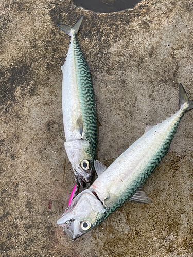 サバの釣果