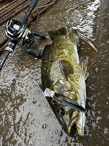 スモールマウスバスの釣果