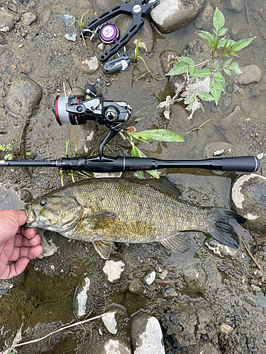 スモールマウスバスの釣果