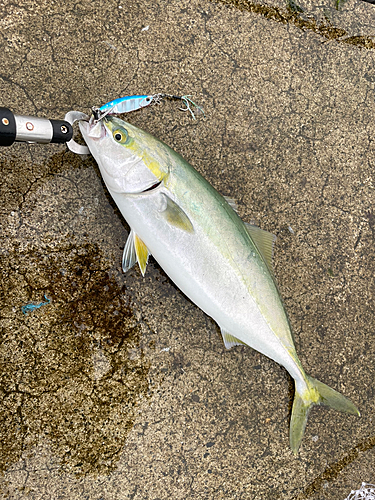 イナダの釣果