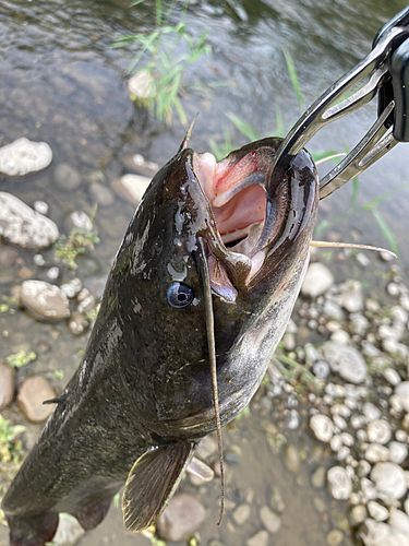 ナマズの釣果