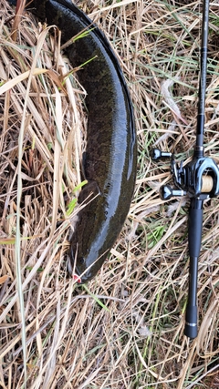 ライギョの釣果