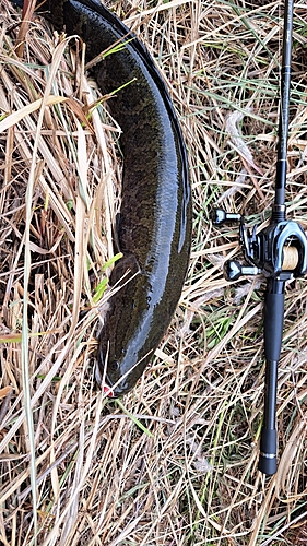 ライギョの釣果