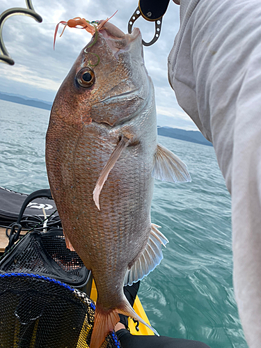 タイの釣果