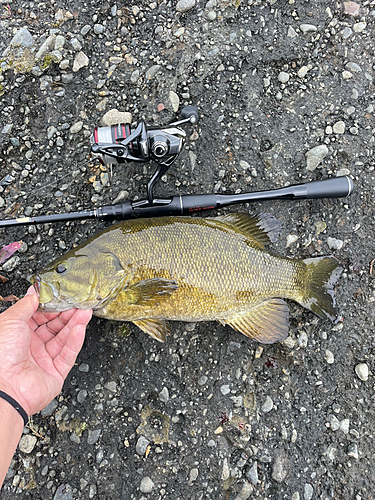 スモールマウスバスの釣果