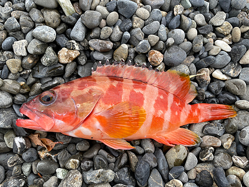 アカハタの釣果