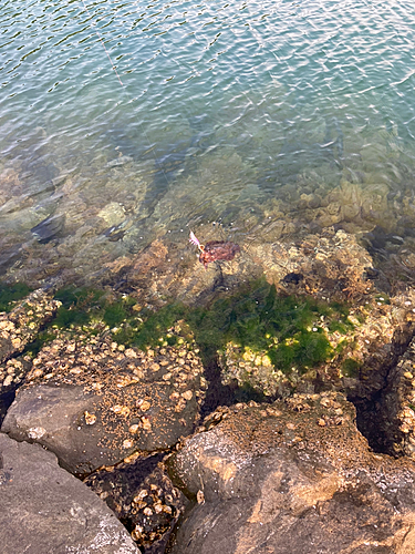 コウイカの釣果