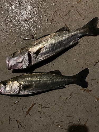 シーバスの釣果