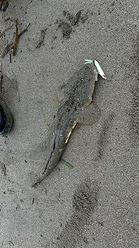 マゴチの釣果