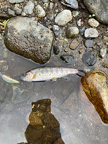 ヤマメの釣果