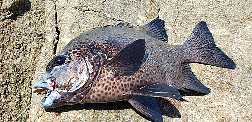 イシガキダイの釣果