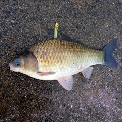 フナの釣果