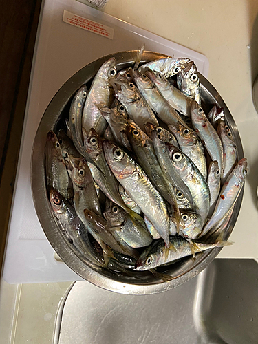 アジの釣果