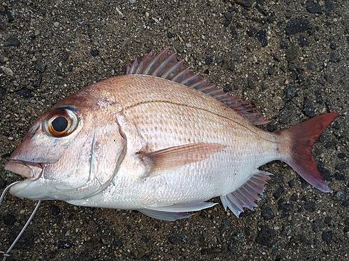 タイの釣果