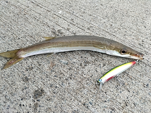 カマスの釣果