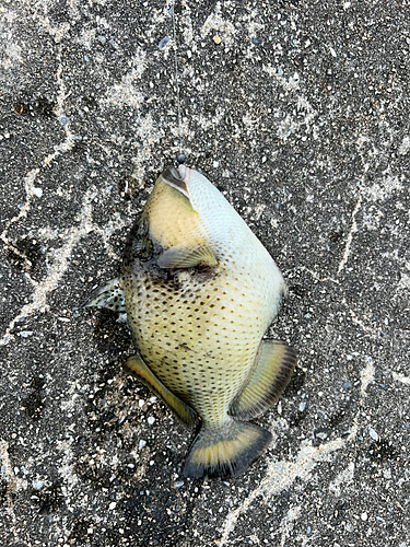 ゴマモンガラの釣果