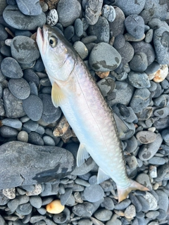 アメマスの釣果