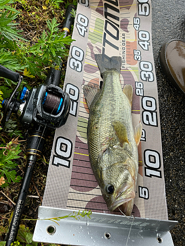 ラージマウスバスの釣果