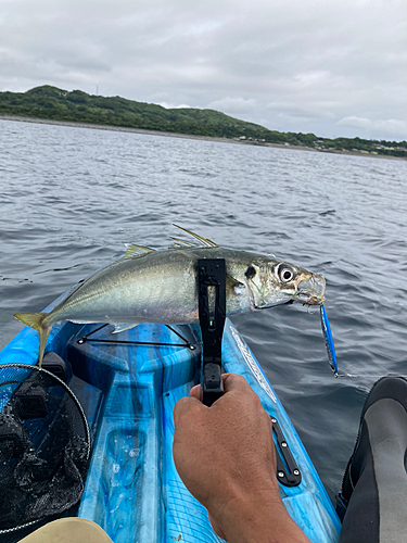 マルアジの釣果