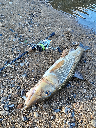 ニゴイの釣果