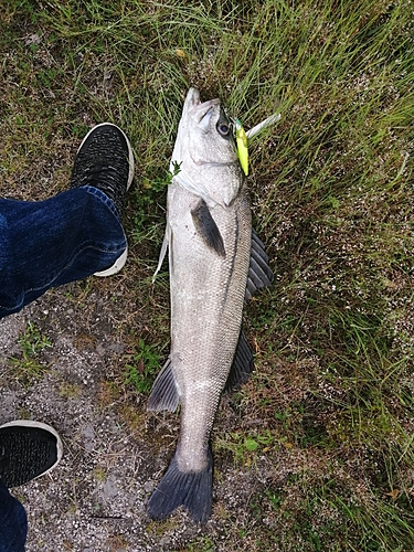 スズキの釣果