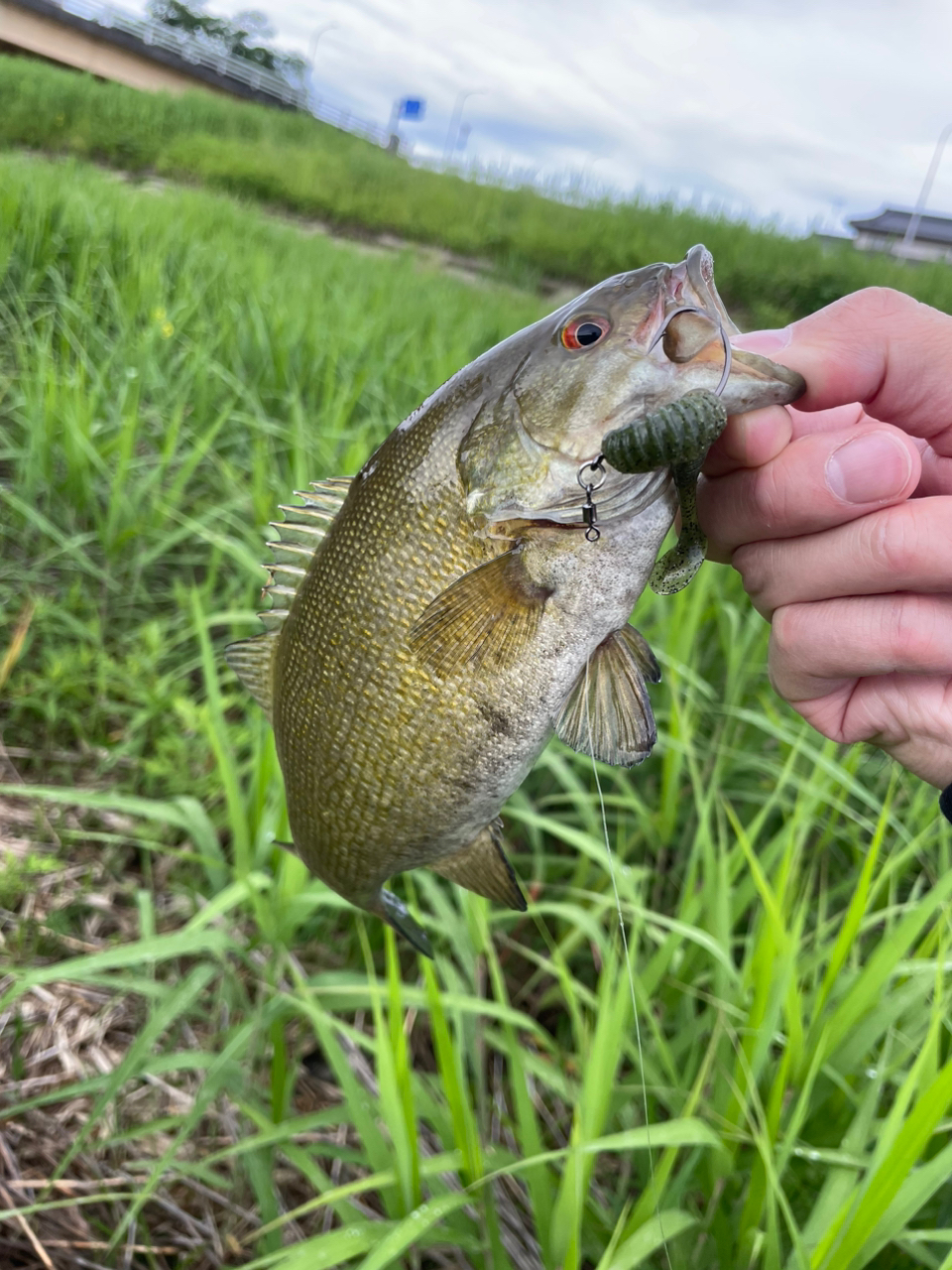 スモールマウスバス