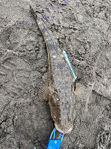 マゴチの釣果