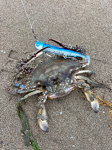 カニの釣果