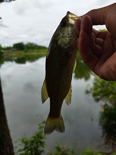 ラージマウスバスの釣果