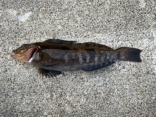 アイナメの釣果