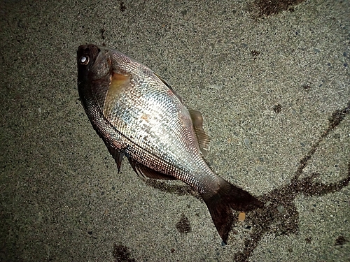 マタナゴの釣果