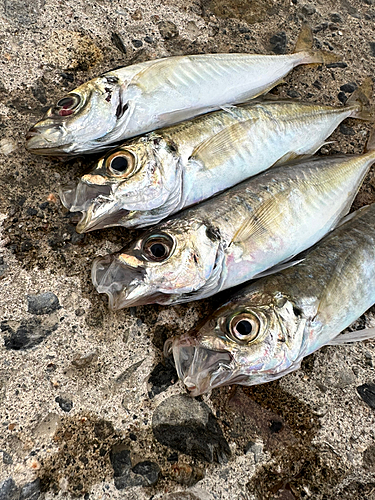 マアジの釣果