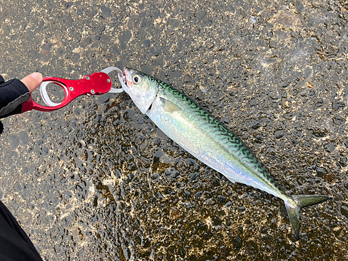 サバの釣果