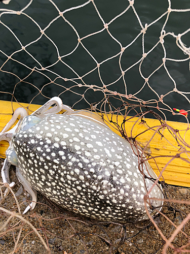 コウイカの釣果