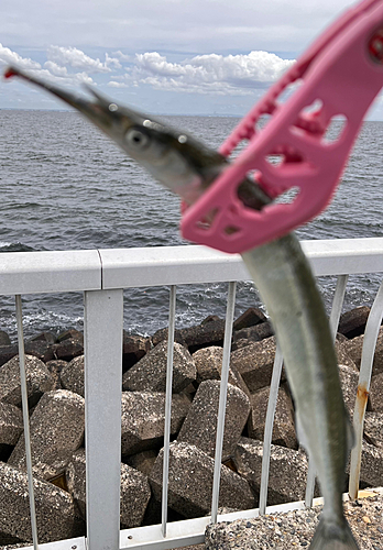 サヨリの釣果