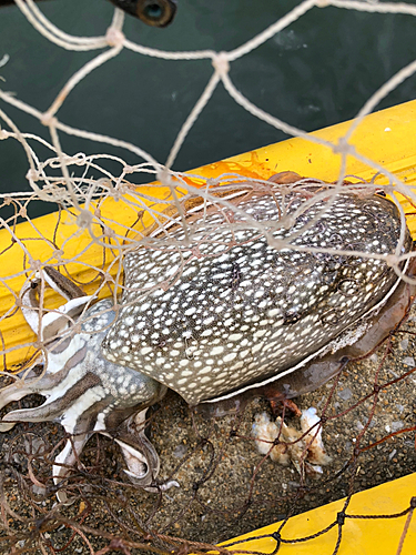 コウイカの釣果