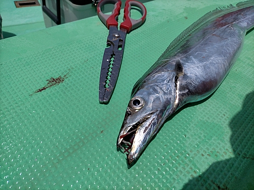 タチウオの釣果