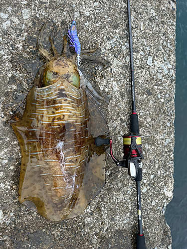 アオリイカの釣果