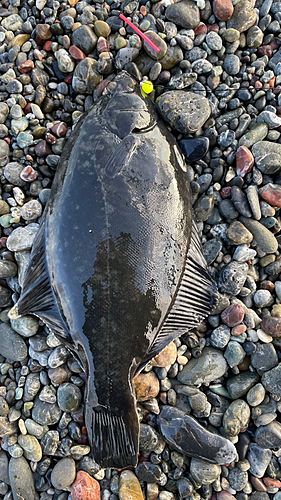 ヌマガレイの釣果