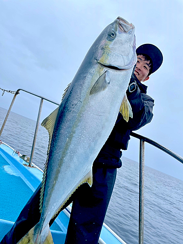 ヒラマサの釣果