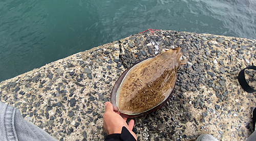 モンゴウイカの釣果